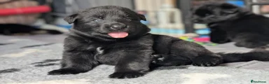 German Shepherd 3