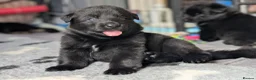 German Shepherd dogs for sale: German shepherd pups - Advert 13