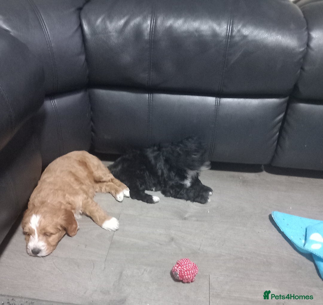 Cockapoo dogs for sale: Cockerpoo puppies - Advert 2