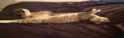 Ragdoll cats for sale: Ragdoll silver tabby cross kitten - Advert 3