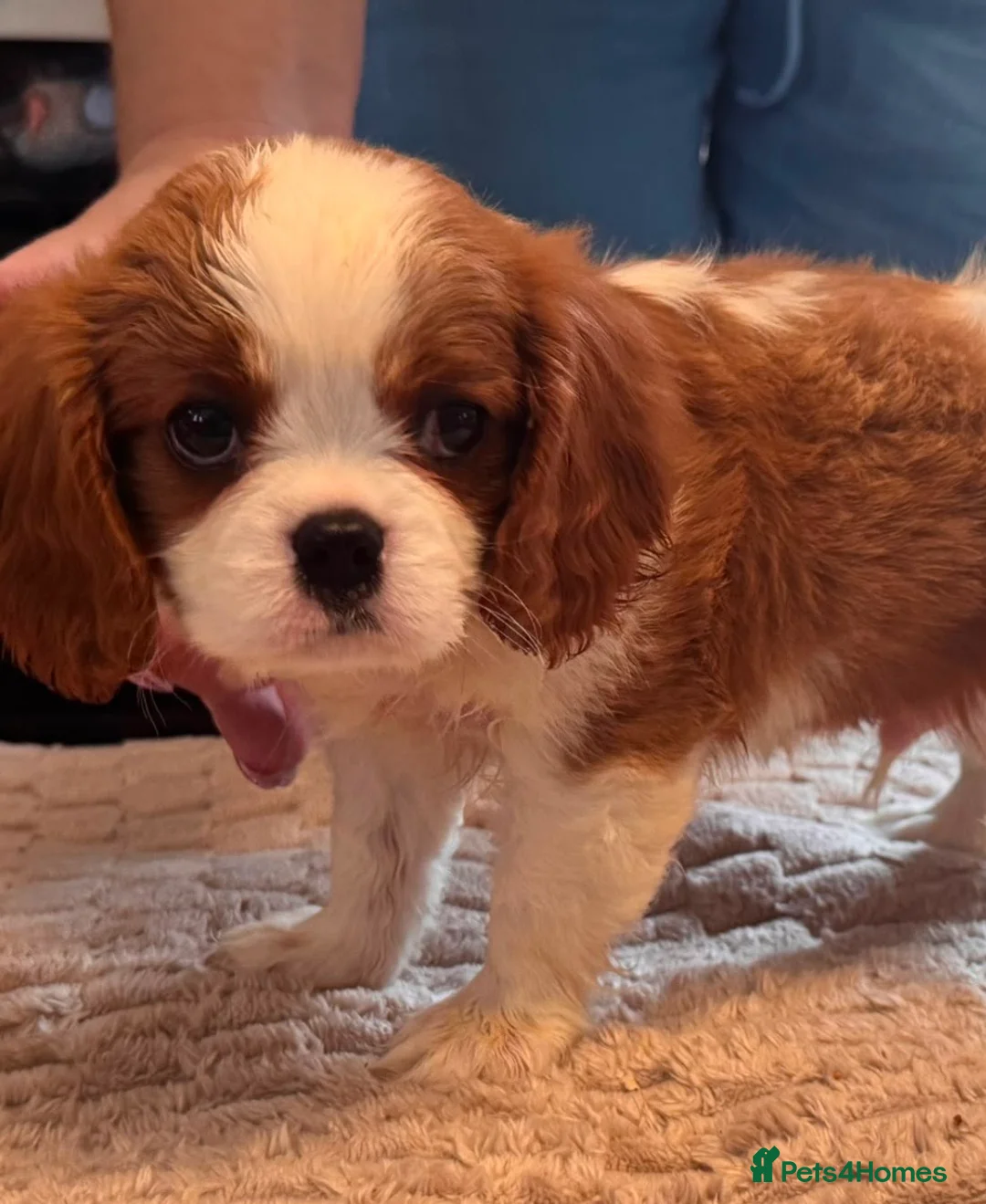 Cavalier King Charles Spaniel dogs for sale: KC registered Cavalier puppies  in Lowestoft - Advert 2