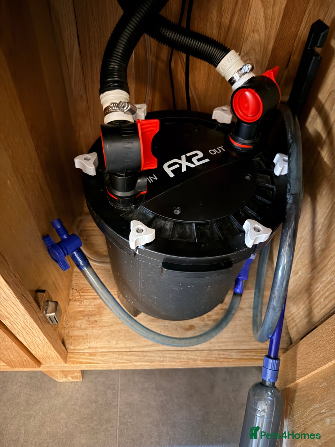 Sharks fish for sale: 5Ft Fish Tank/All Fish/Ornaments/Filter - Advert 6