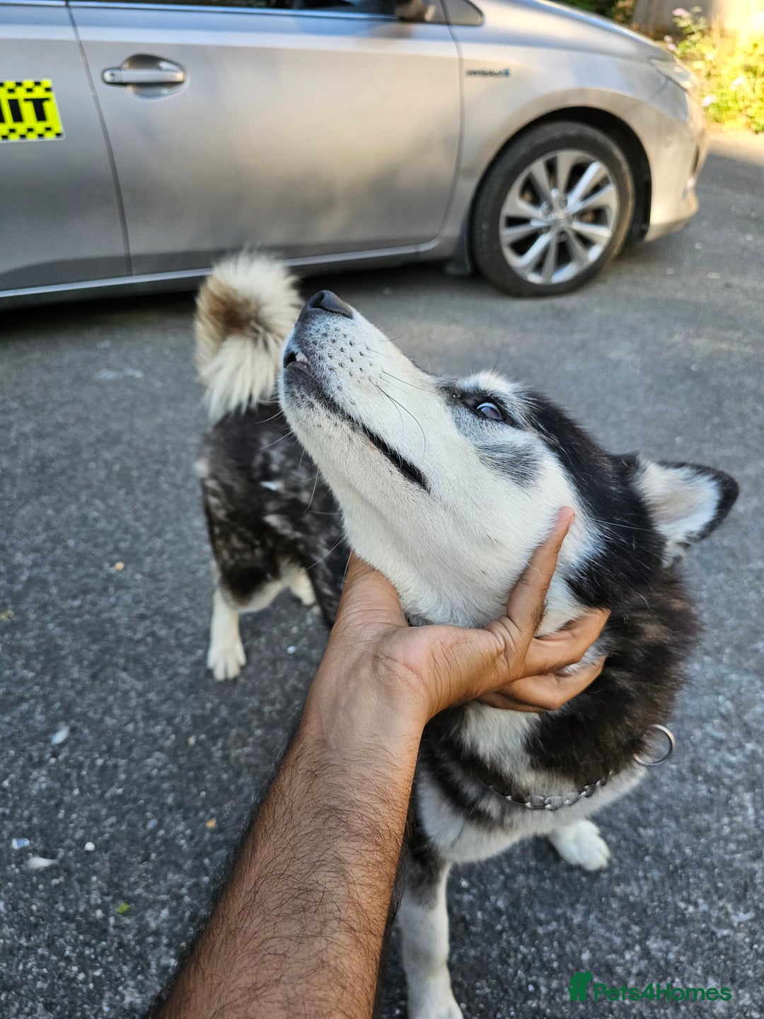 Siberian Husky dogs for sale: Multicolored eyes Husky for sale super friendly - Image 12