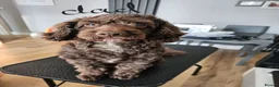 Cockapoo dogs for sale: Stunning litter of merle cockapoo ready to leave  - Advert 16