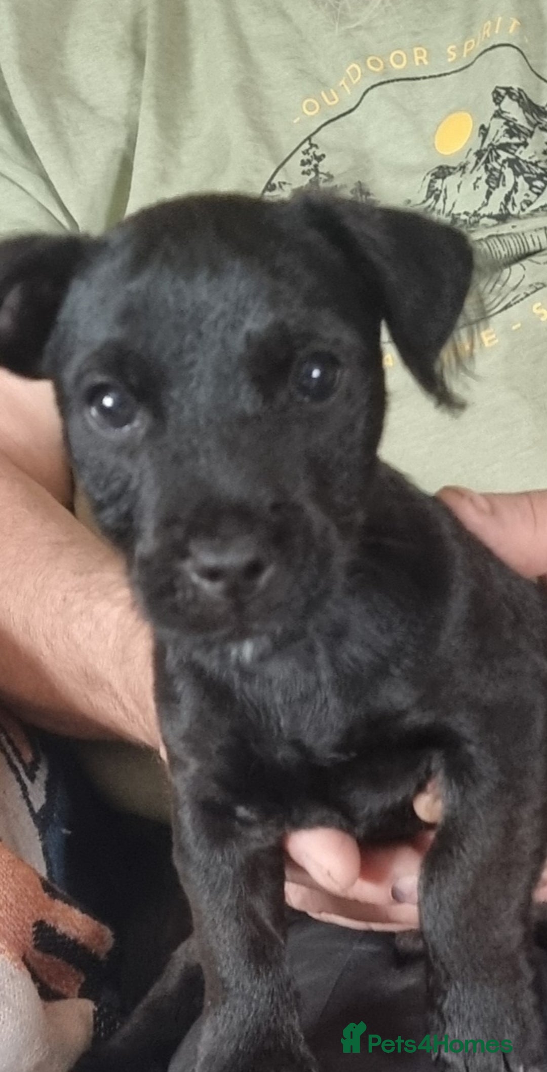 Patterdale Terrier dogs for sale: Patterdale puppy  - Image 8