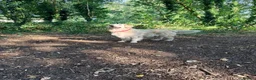 Golden Retriever dogs for sale: World champions blood, FCI & KC in Liverpool - Advert 7