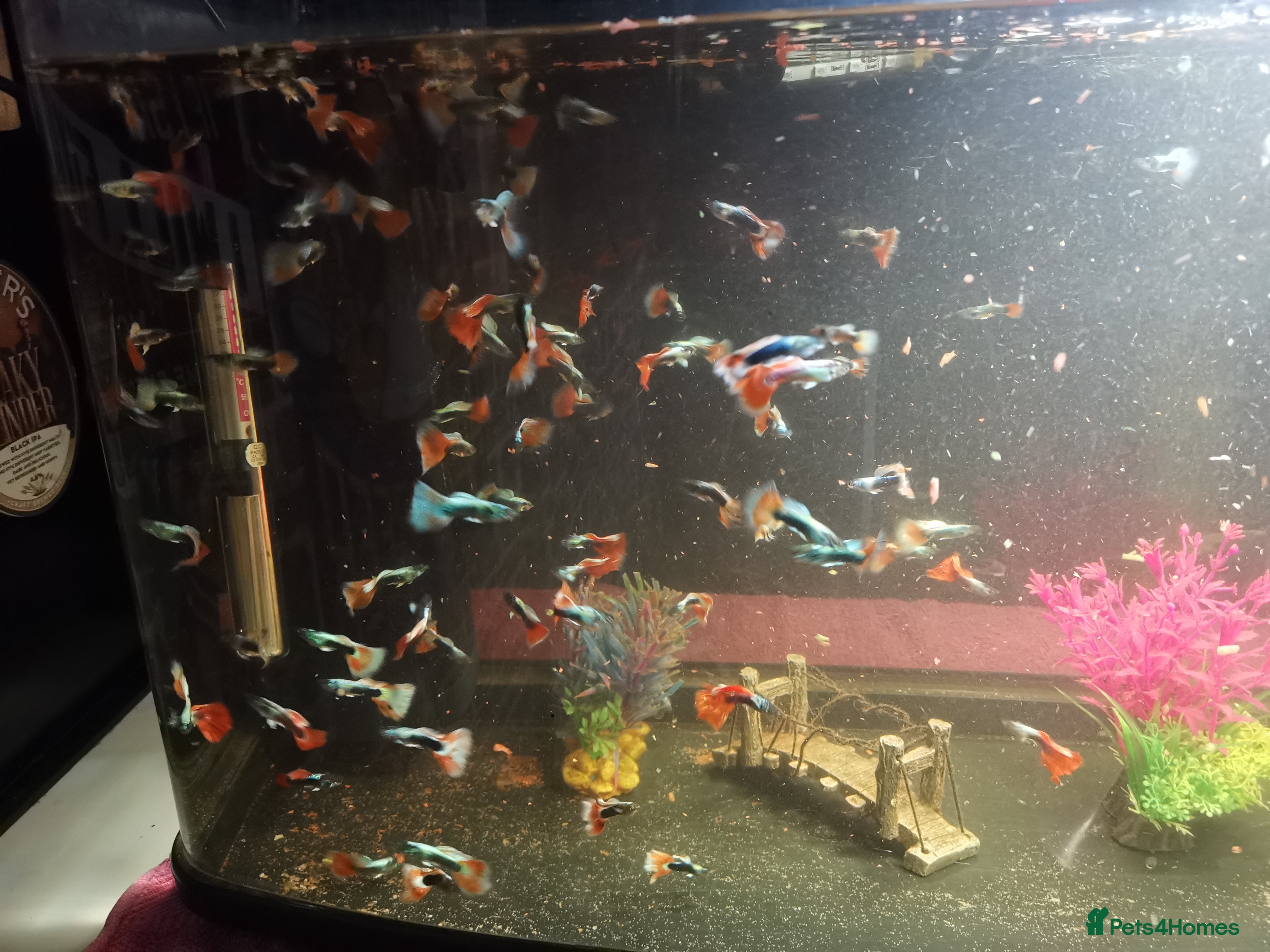 Other/Mixed Breed fish Male guppies  - Advert 6