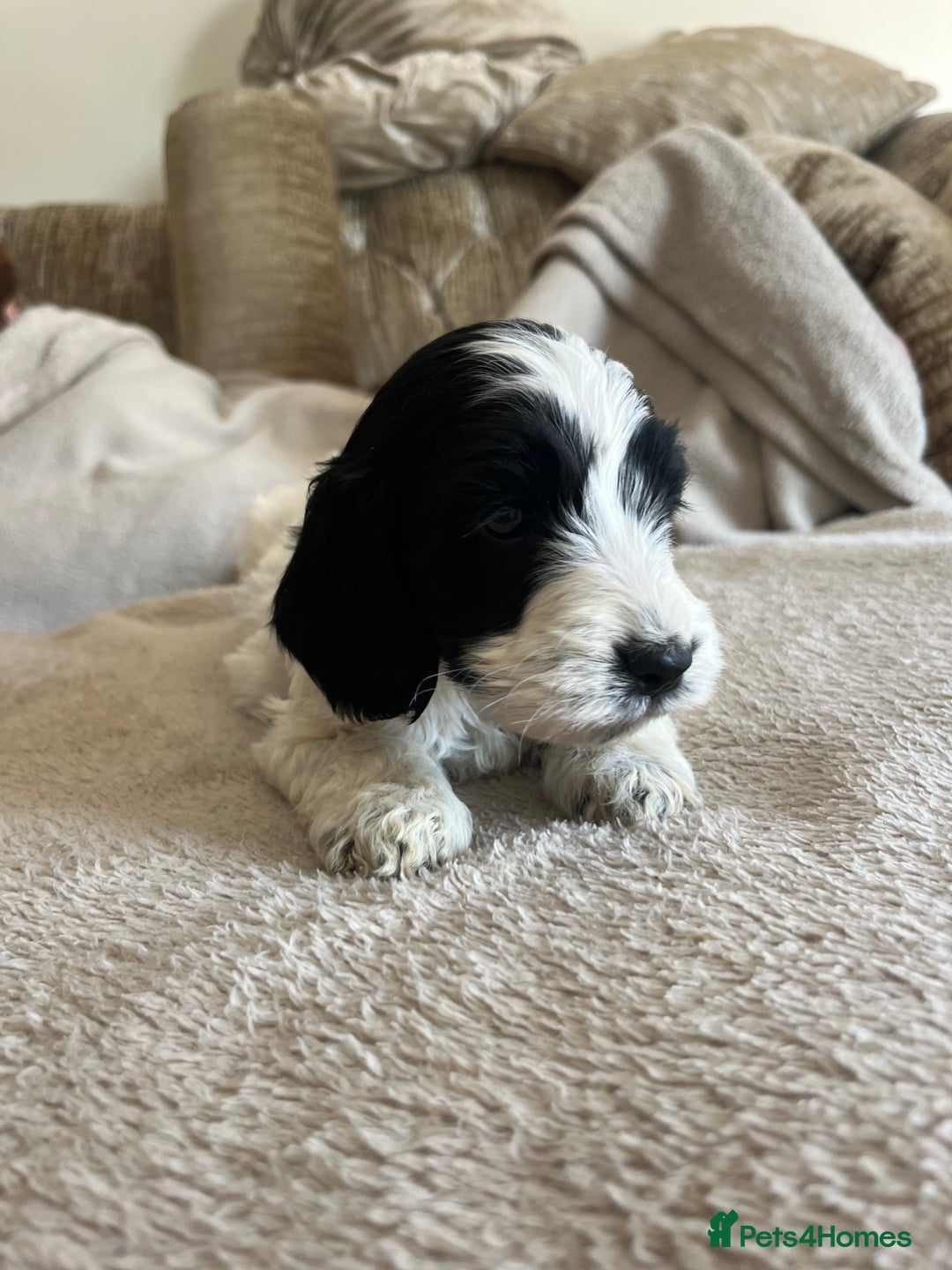 Cockapoo dogs for sale: Cockapoo Puppies looking for their forever home! - Image 5