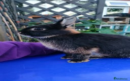 Netherland Dwarf rabbits for sale: Cute little netherland dwarf boys  - Image 22