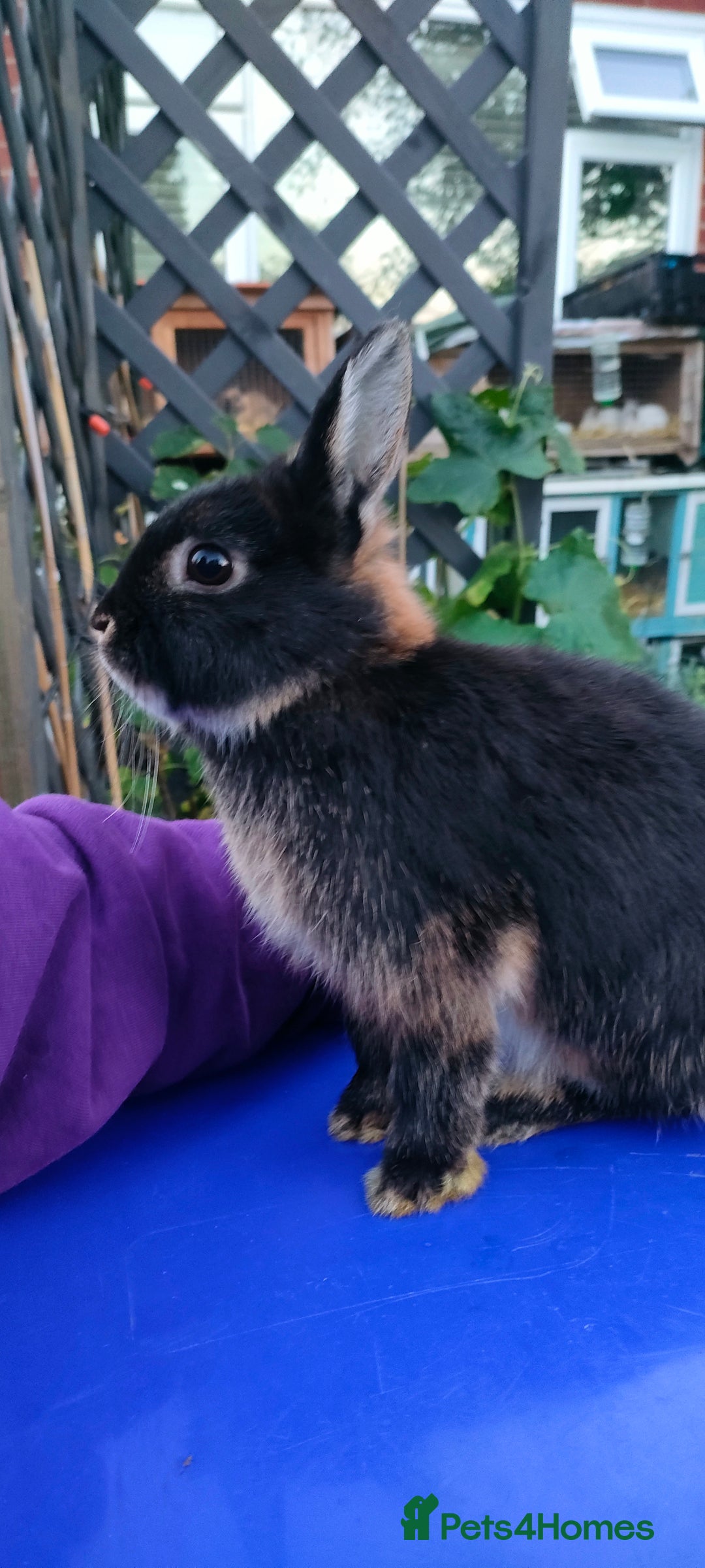 Netherland Dwarf rabbits for sale: Cute little netherland dwarf boys  - Image 22