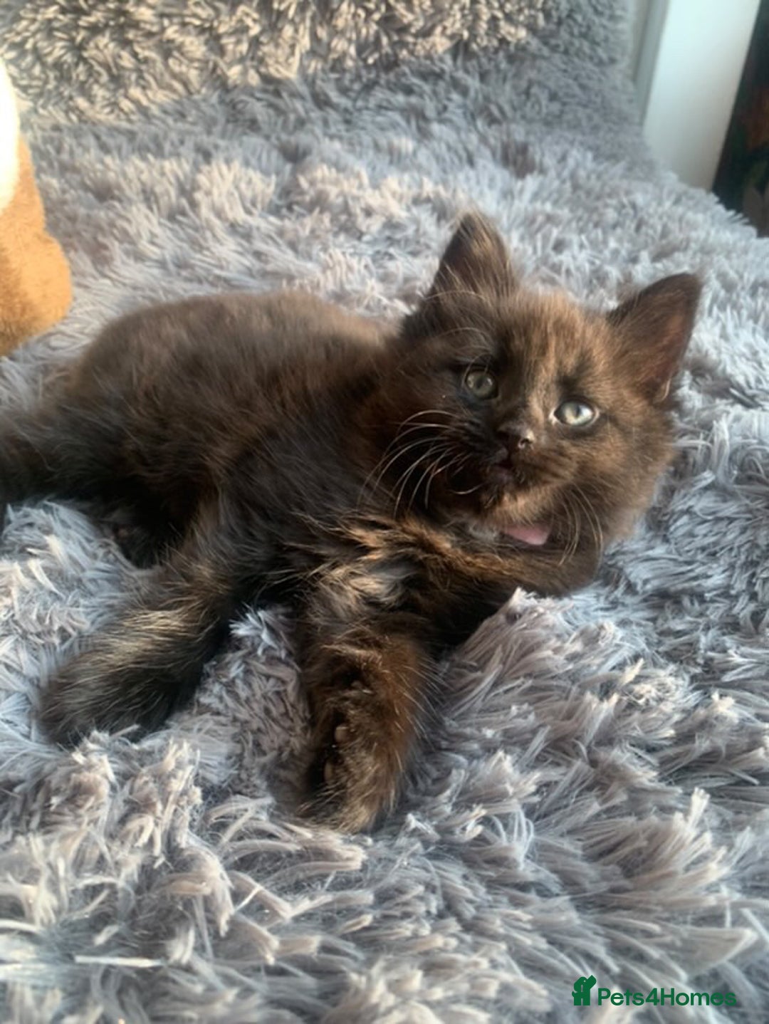 Norwegian Forest Cat cats for sale: GORGEOUS KITTENS READY FOR NEW HOMES SUNDAY in Birmingham - Image 4