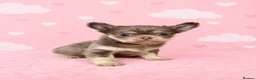 Chihuahua dogs for sale: Exceptional Pups Available to a Loving Forever 🏡  - Advert 7