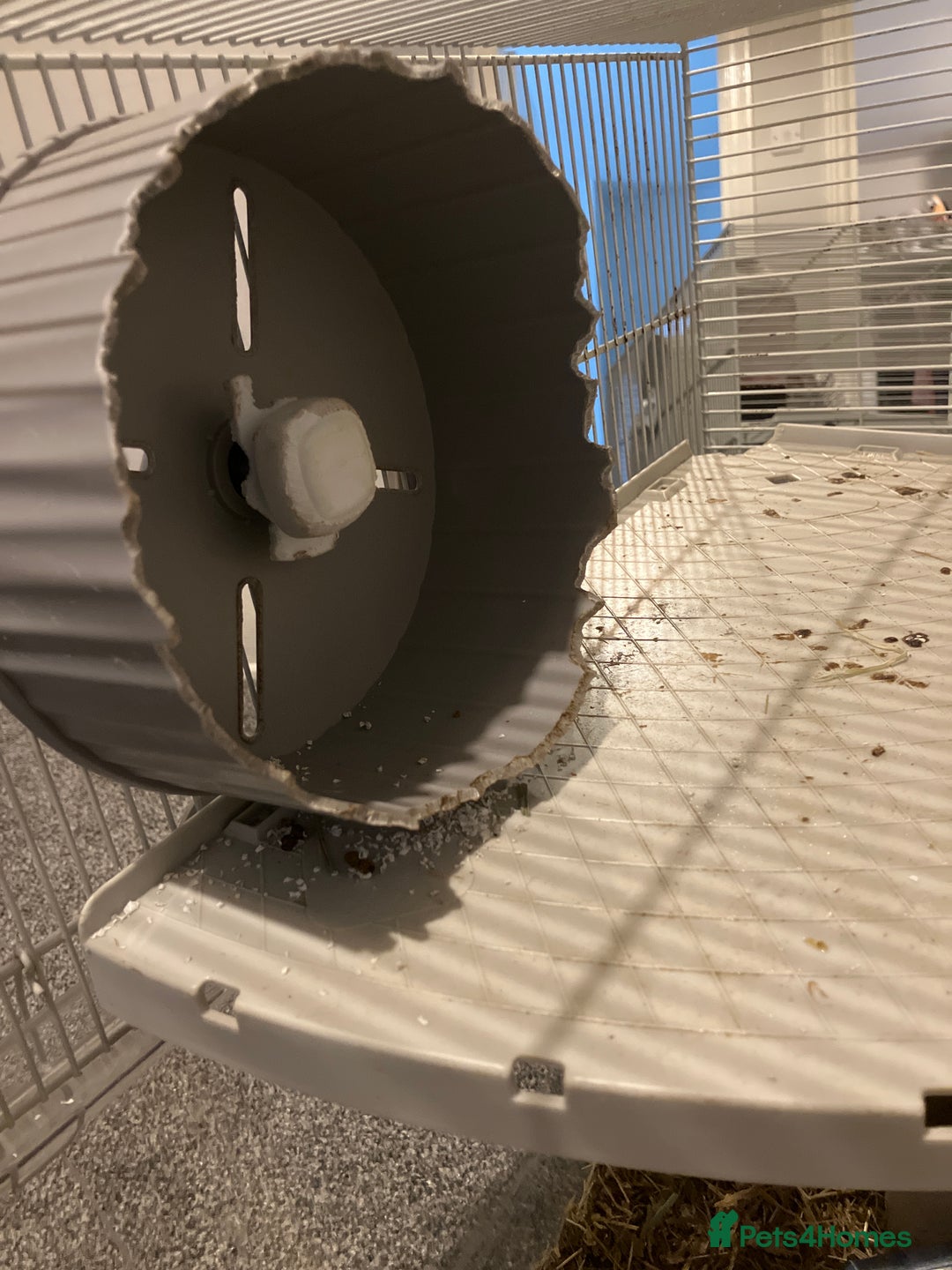 Gerbil rodents for sale: 2 female gerbils by blood sisters  - Advert 23