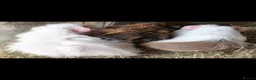 Guinea Pig rodents for sale: Beautiful baby guinea pigs - males and females  - Advert 6