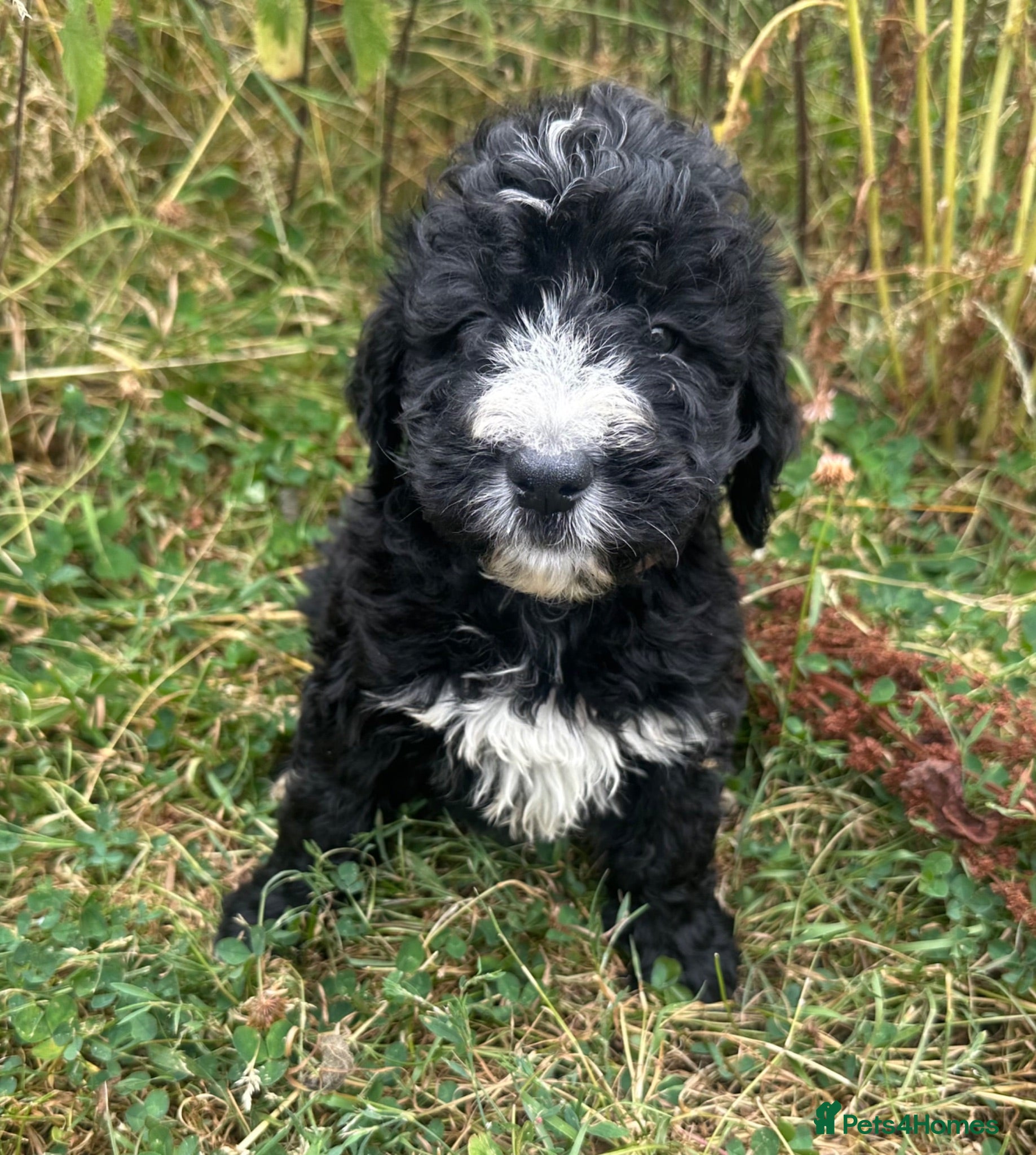 Bernedoodle dogs F1 STANDARD BERNADOODLES LAST 2 B/W GIRLS REDUCED - Advert 2