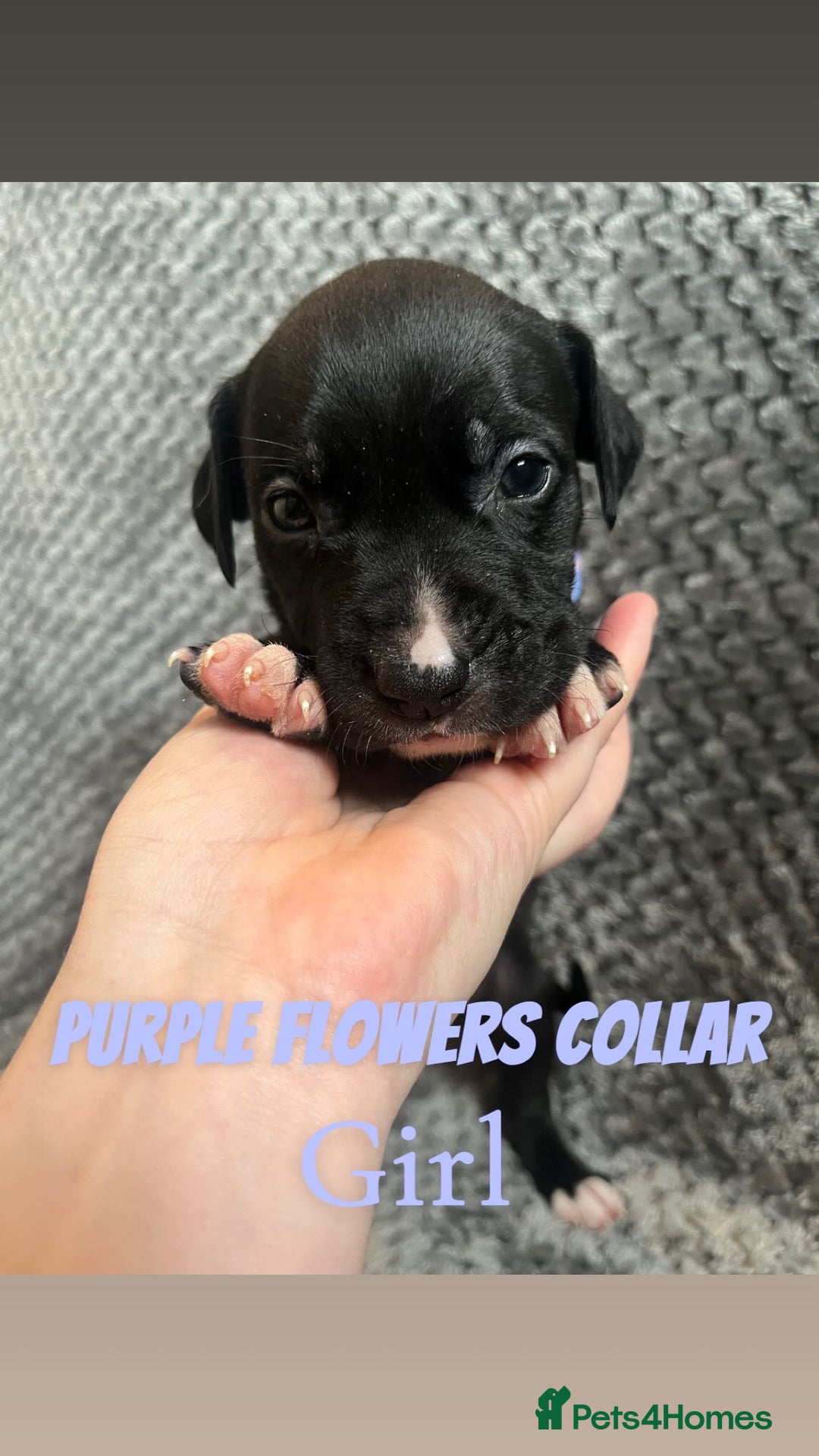 Mixed Breed dogs for sale: 11 Lurcher x Staffy pups for Sale! - Advert 18