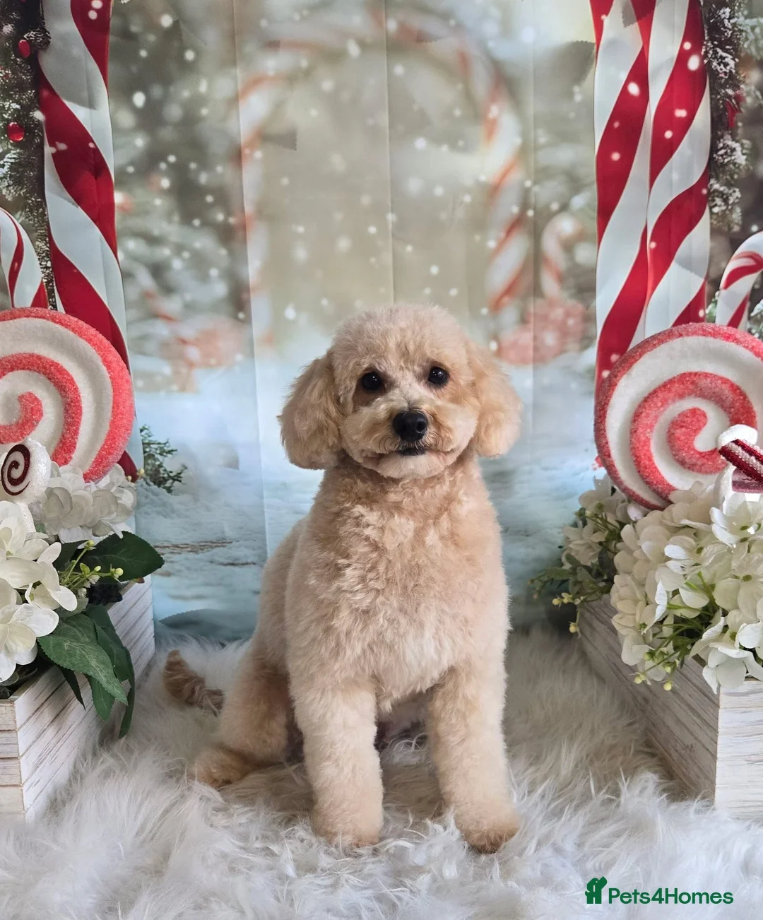 Maltipoo dogs for sale: 💗 Maltipoo Puppies – DNA Clear, Family Raised 💗 - Advert 5