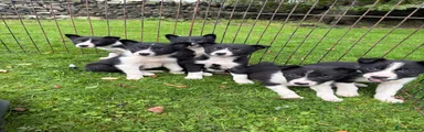 Border Collie 5