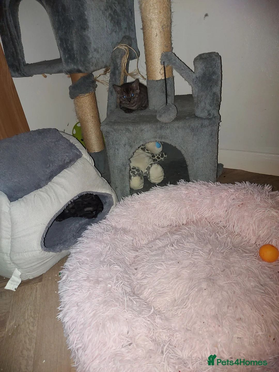 Bengal cats for sale:  Bengal Type Kittens Boys – Stunning Markings - Advert 3