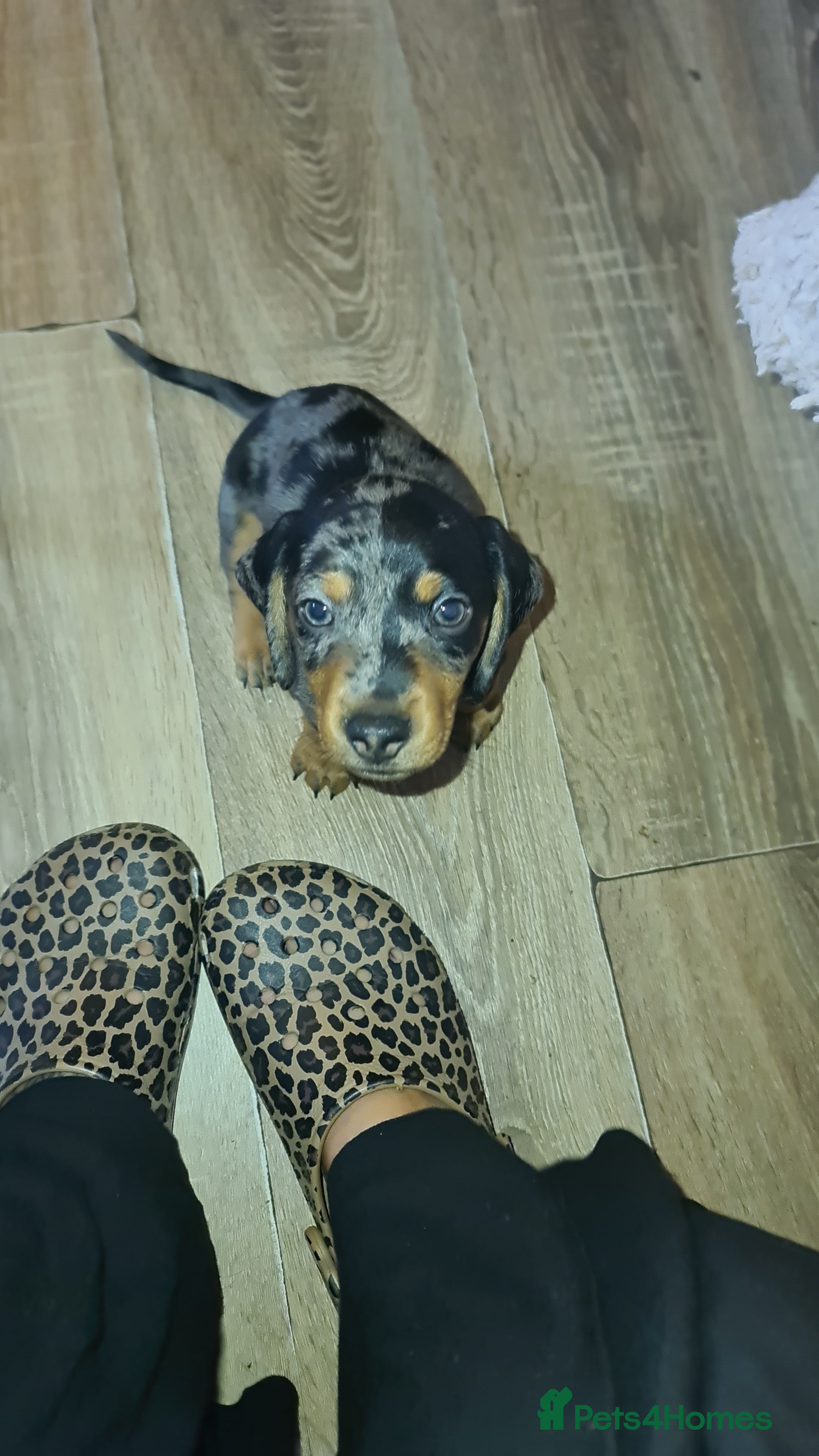 Dachshund dogs Dachshund puppies reduced price - Advert 1