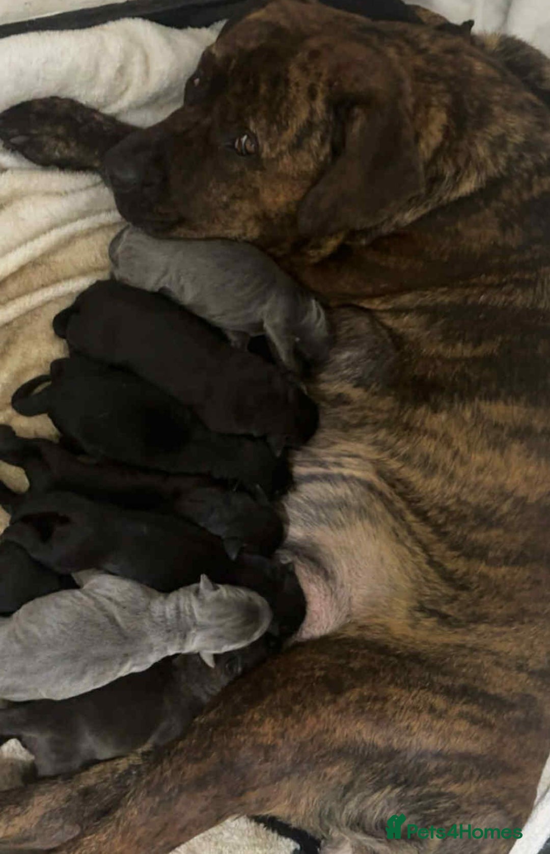 Mixed Breed dogs for sale: Presa canario - Advert 32