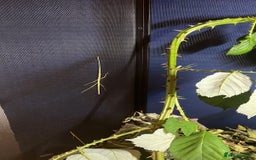 Stick Insects invertebrates for sale: Stick Insects - Image 3