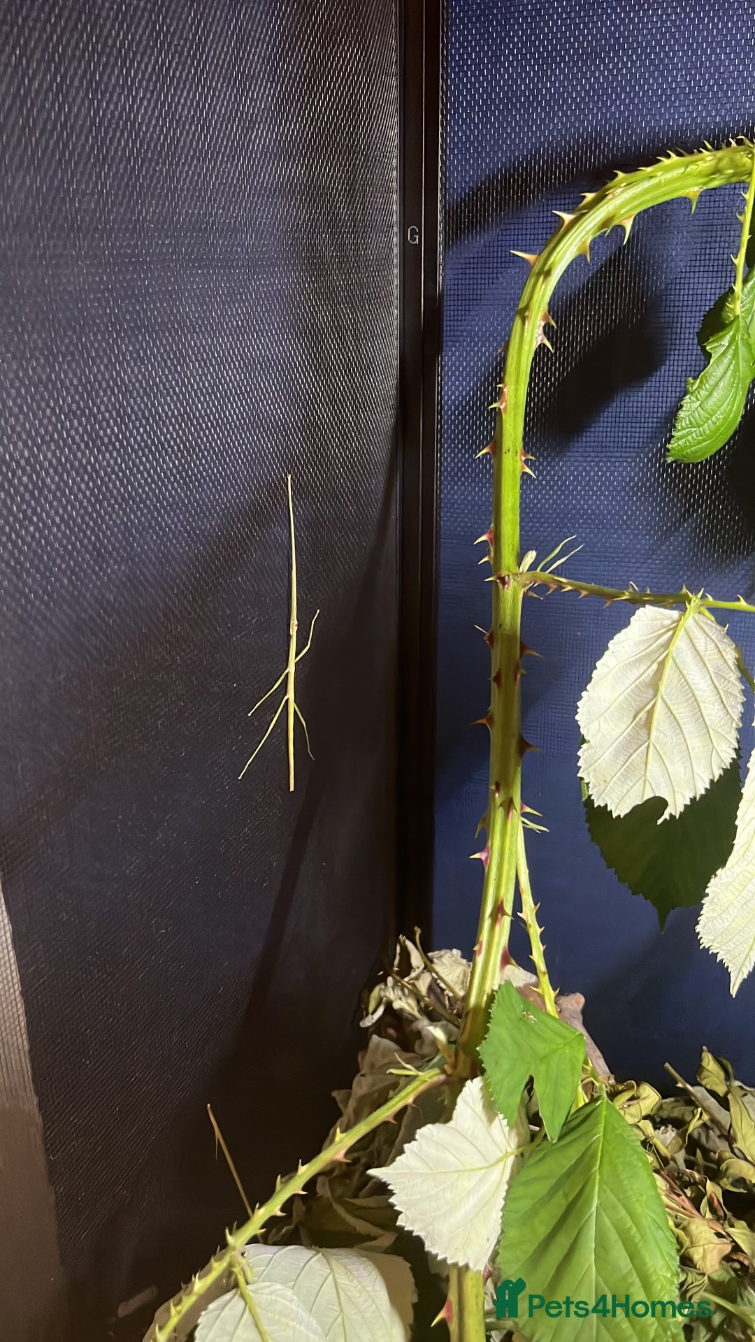 Stick Insects invertebrates for sale: Stick Insects - Image 3