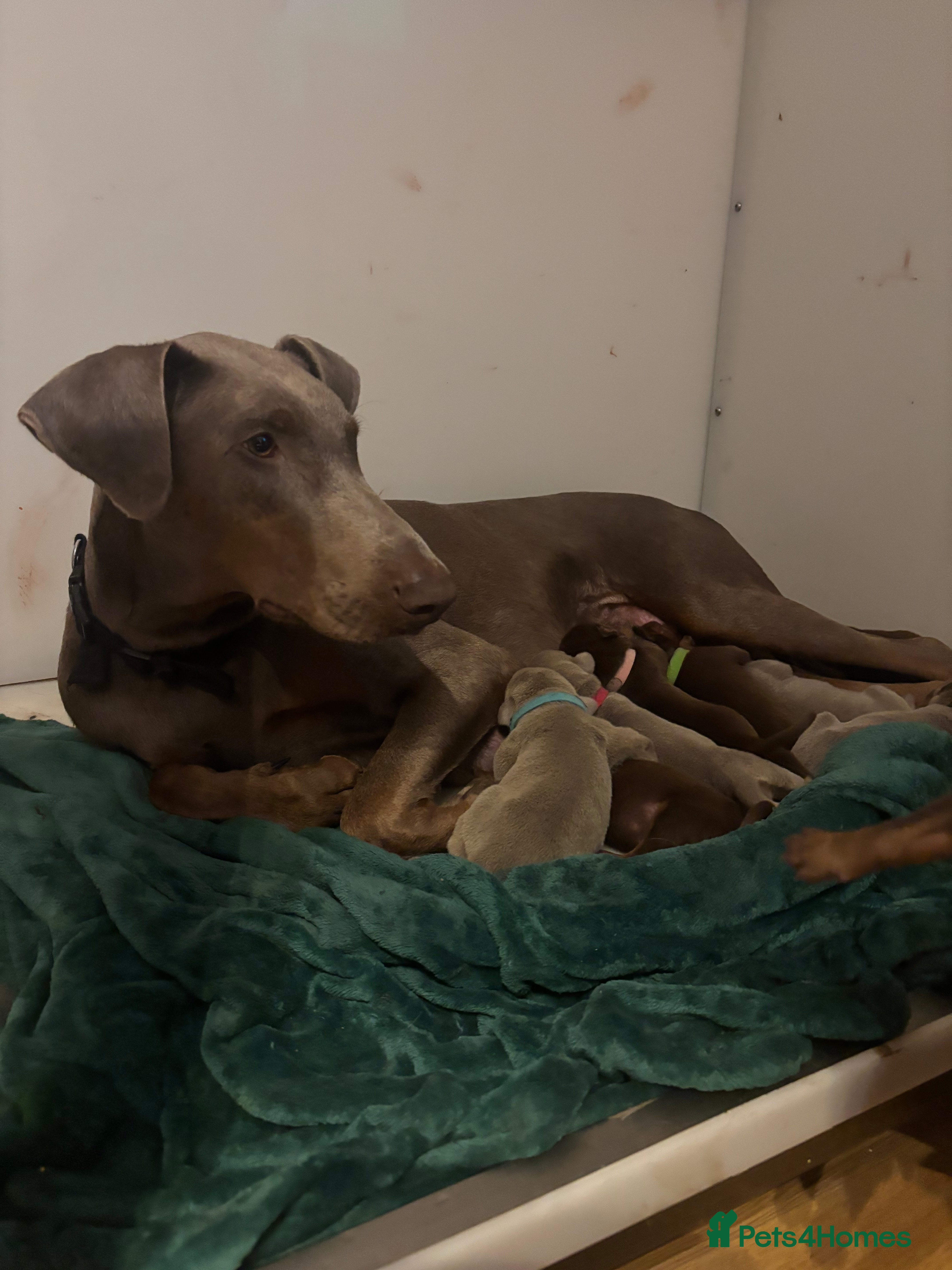 Dobermann dogs Doberman puppies  - Advert 1