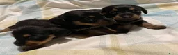 Mixed Breed dogs for sale: Norfolk x mini Dachs puppies - Advert 8