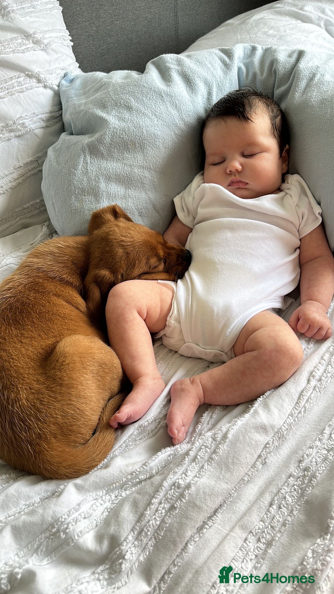 Labrador Retriever dogs for sale: Fox Red Labrador Pups For Sale - Advert 13