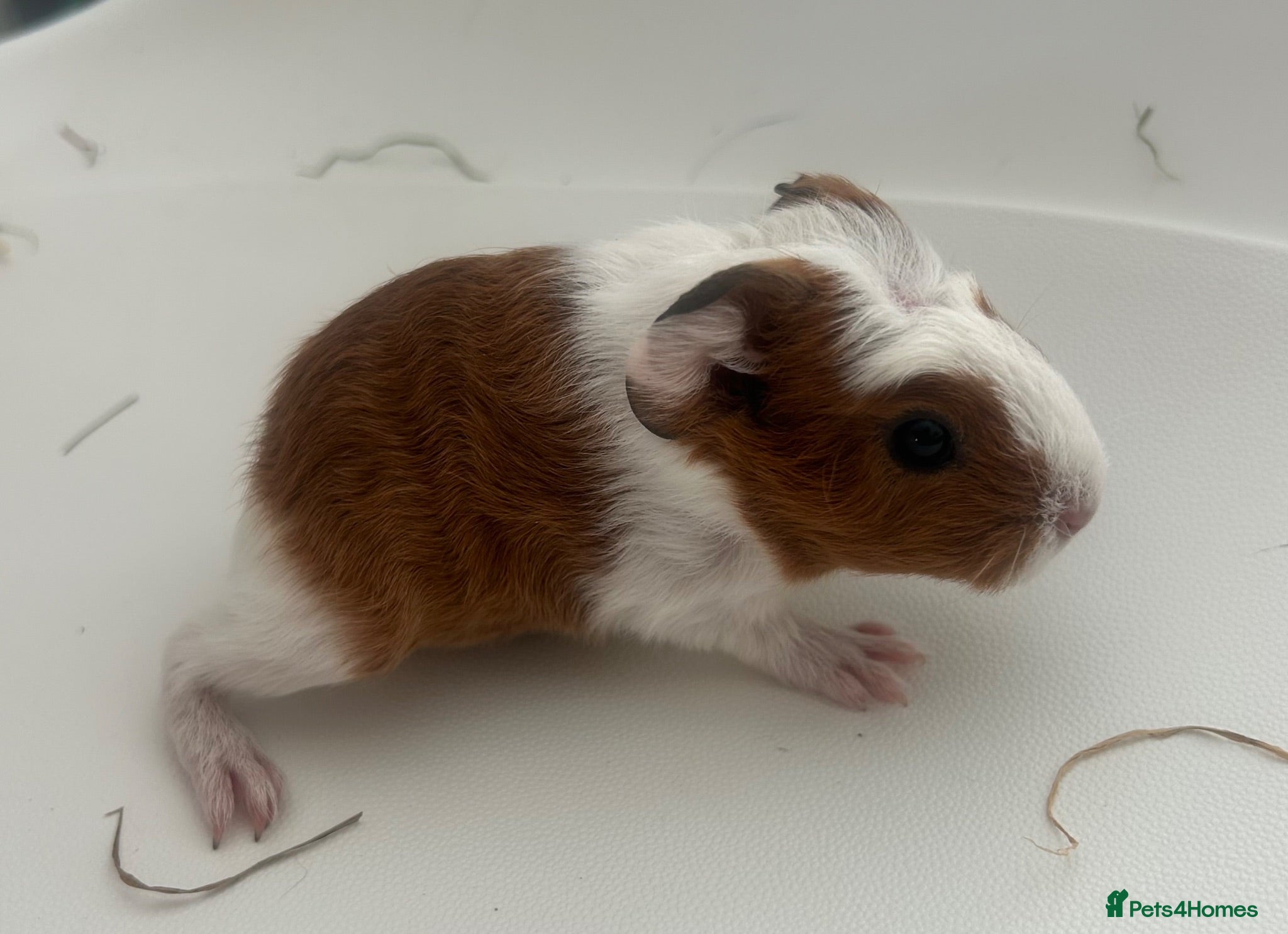 Guinea Pig rodents 2 x Funky haired baby sows  - Advert 16