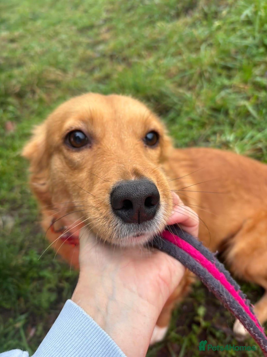 Mixed Breed dogs for adoption: Rose - Norwich Norfolk  - Advert 16