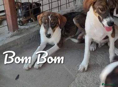 Mixed Breed dogs for adoption: Bom Bom, 7 months approx. Available for adoption. - Advert 1