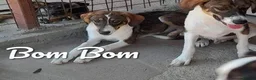 Mixed Breed dogs for adoption: Bom Bom, 7 months approx. Available for adoption. - Advert 1