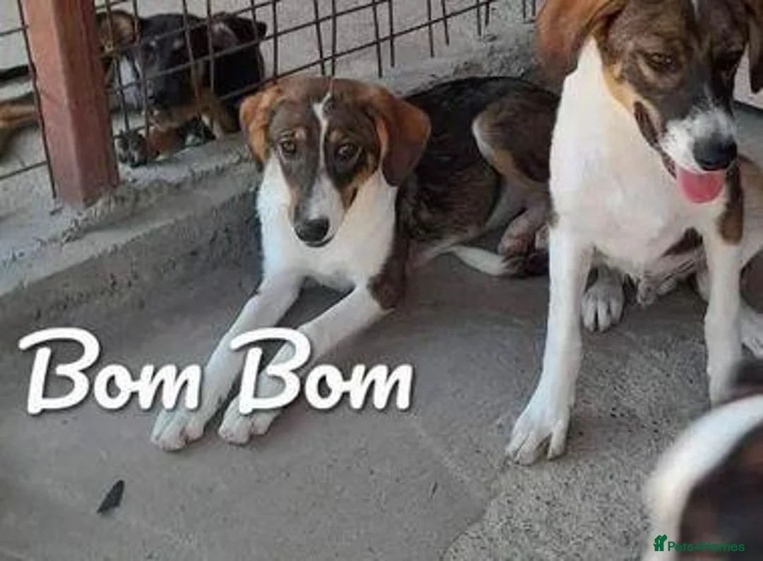 Mixed Breed dogs for adoption: Bom Bom, 7 months approx. Available for adoption. - Advert 1