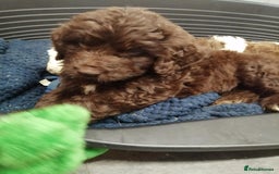 Standard Poodle dogs for stud: Proven Standard Poodle For Stud in Belper - Image 6