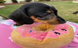 Miniature Dachshund dogs for sale: Miniature daschund puppies - Image 29