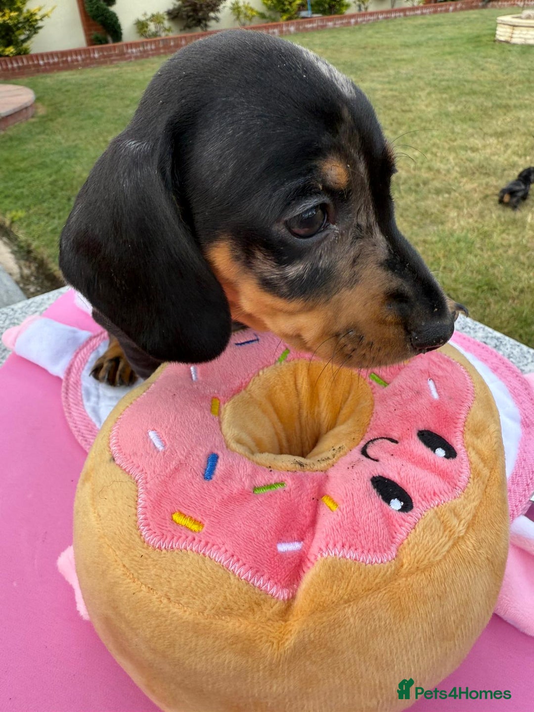 Miniature Dachshund dogs for sale: Miniature daschund puppies - Image 29