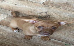 Jack Russell dogs for sale: Jack Russell Girl  - Image 1