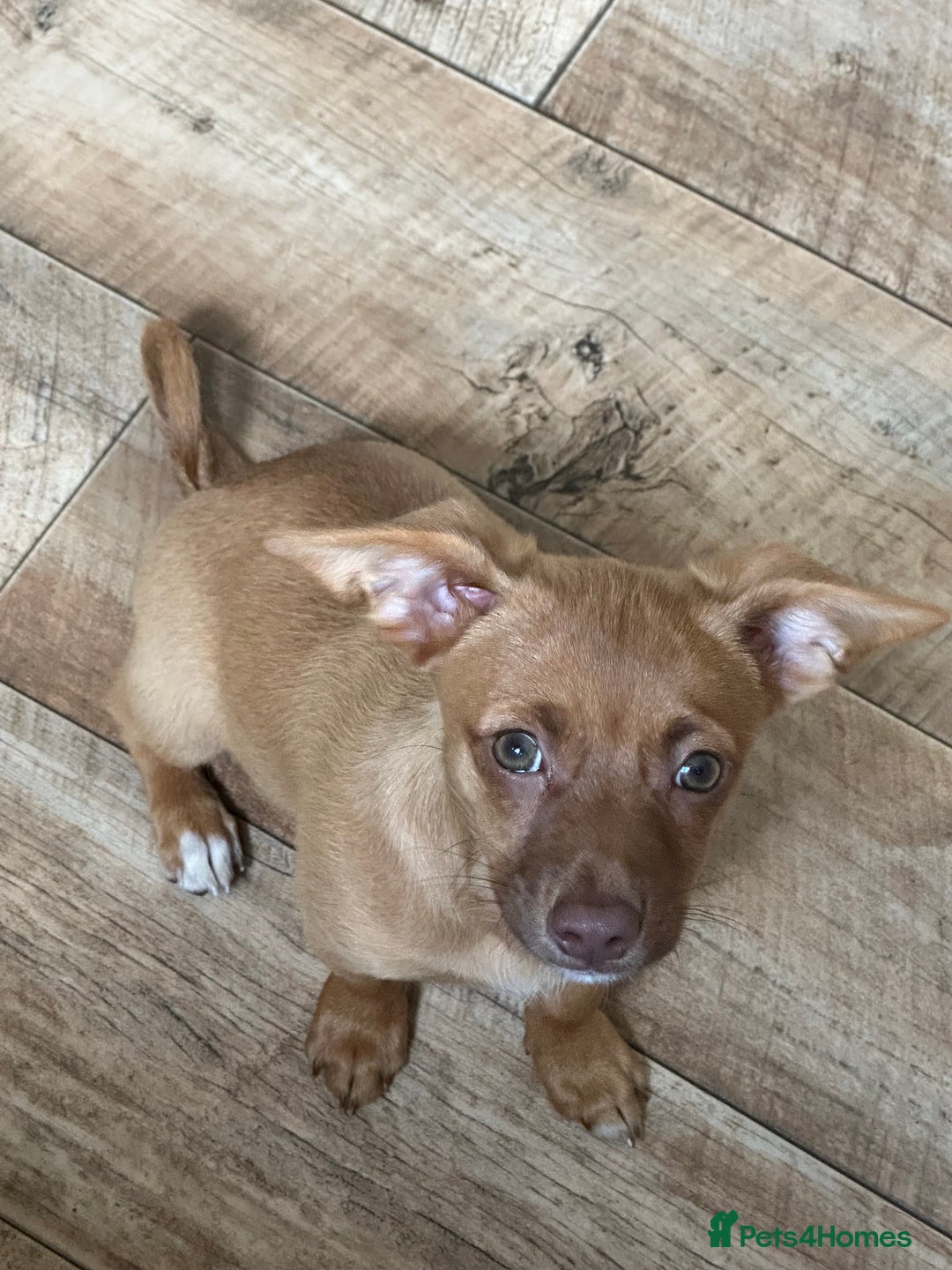 Jack Russell dogs for sale: Jack Russell Girl  - Image 1