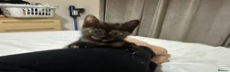 Mixed Breed cats for sale: Beautiful kittens - Advert 2