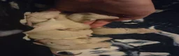 Rat rodents for sale: Baby rats - Advert 3
