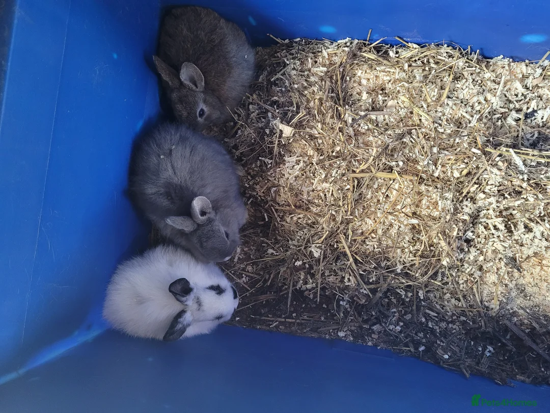Mixed Breed rabbits for sale: Rabbits in Rotherham - Advert 2