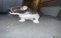 Mixed Breed cats for sale: Tabby kittens  - Image 6