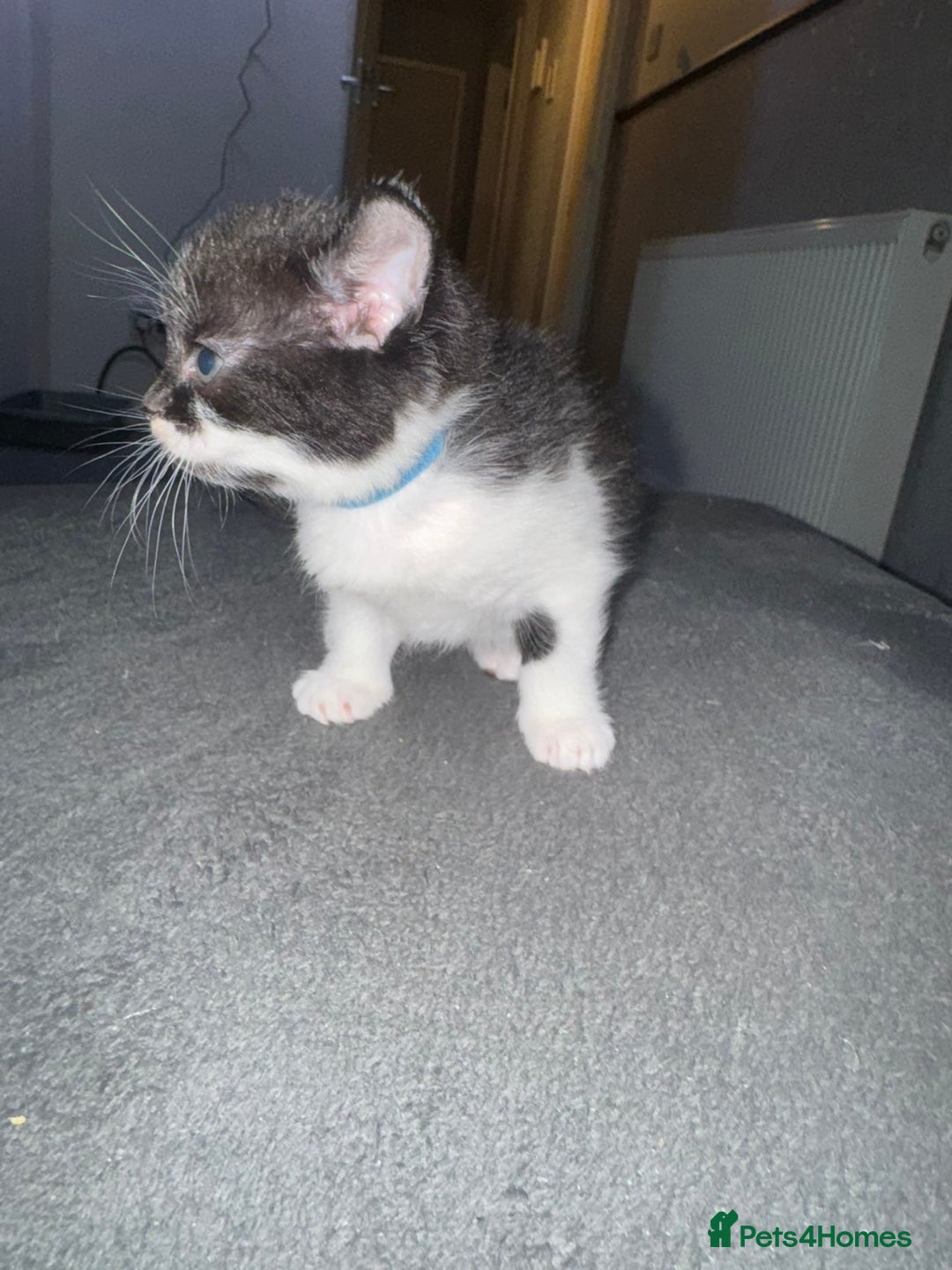 Mixed Breed cats for sale: Tabby kittens  - Image 6