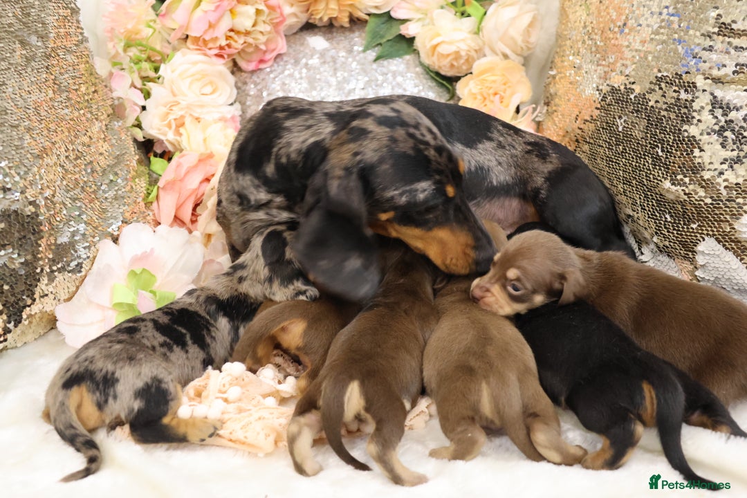 Miniature Dachshund dogs for sale: KC Miniature Dachshund Puppies - Advert 2