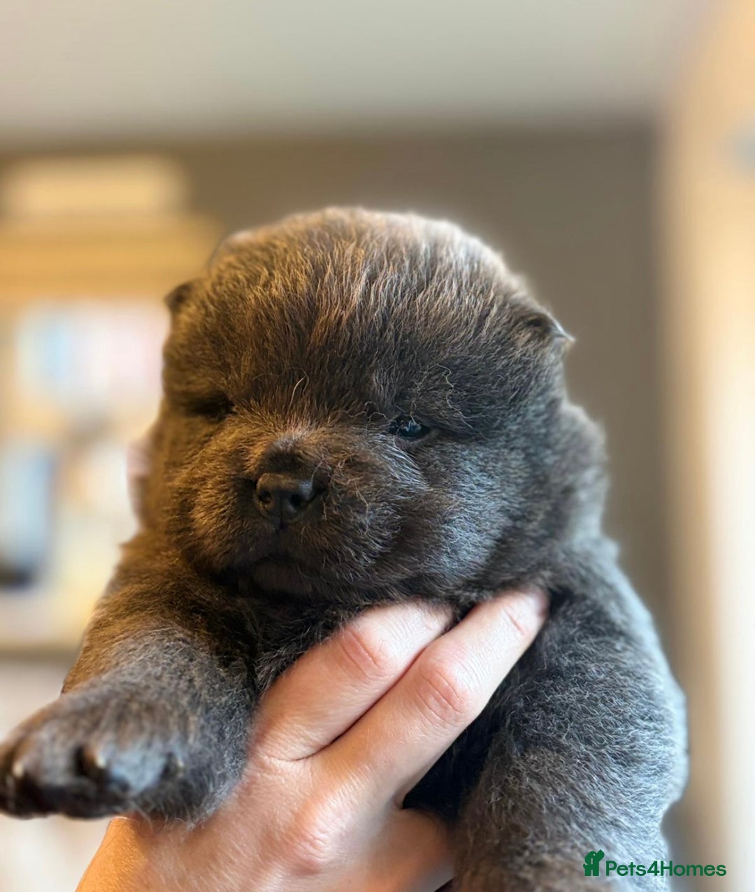 Chow Chow dogs for sale: KC reg chow chows  - Advert 19