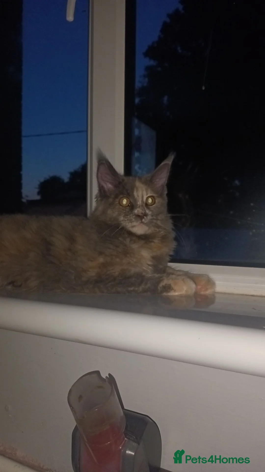 Maine Coon cats for sale: Tortie maine coon  - Advert 5