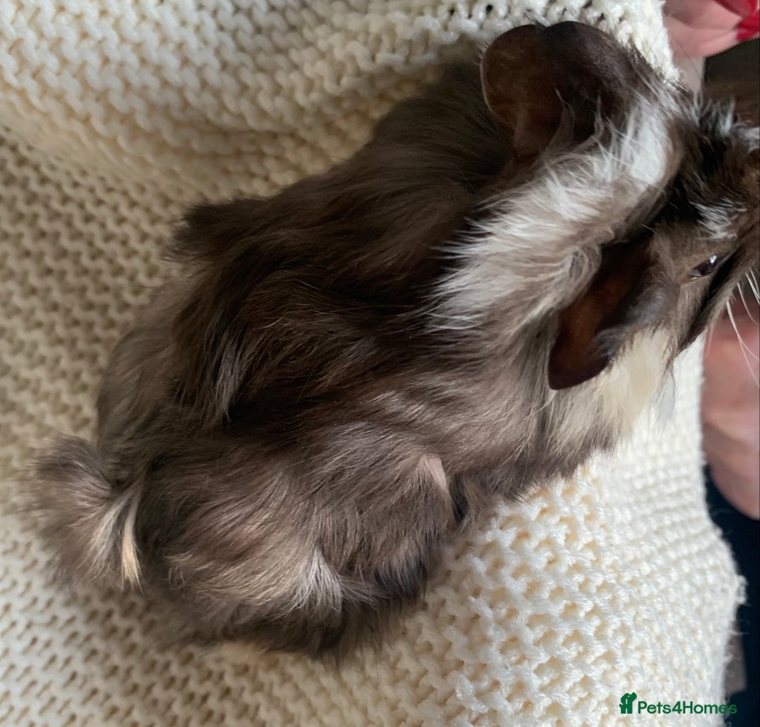 Guinea Pig rodents for sale:  VERY tame, healthy, GORGEOUS baby boy Guinea pigs - Advert 13