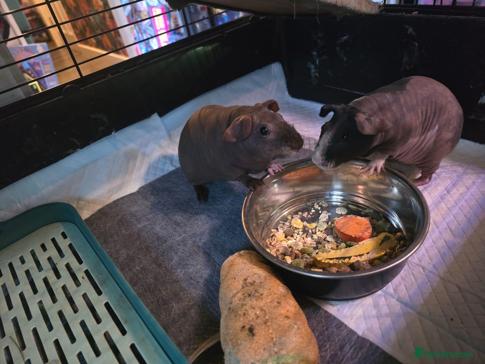 Guinea Pig rodents 2x female skinny pigs - Advert 2